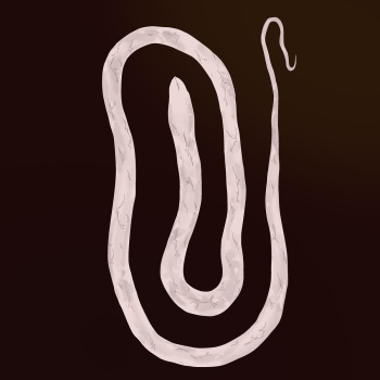 White Snake cover